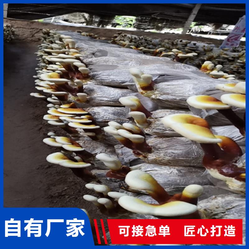 
孢子灵芝供货速度快