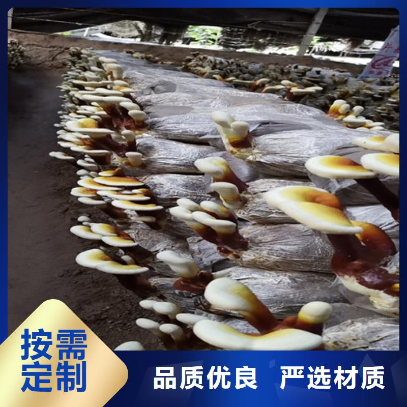 灵芝超微粉
-批发价格-优质货源