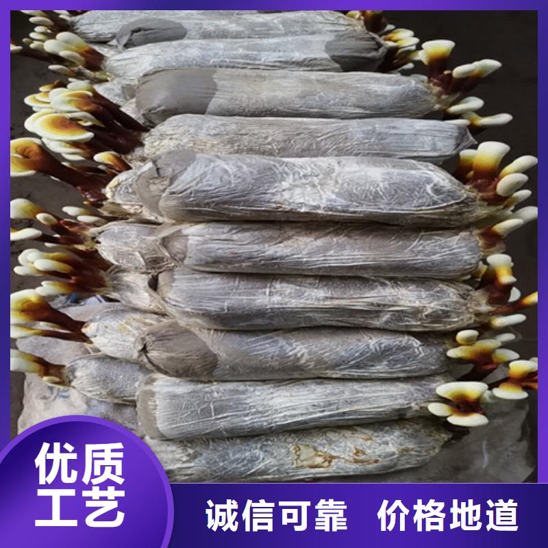 灵芝超细粉当天出货