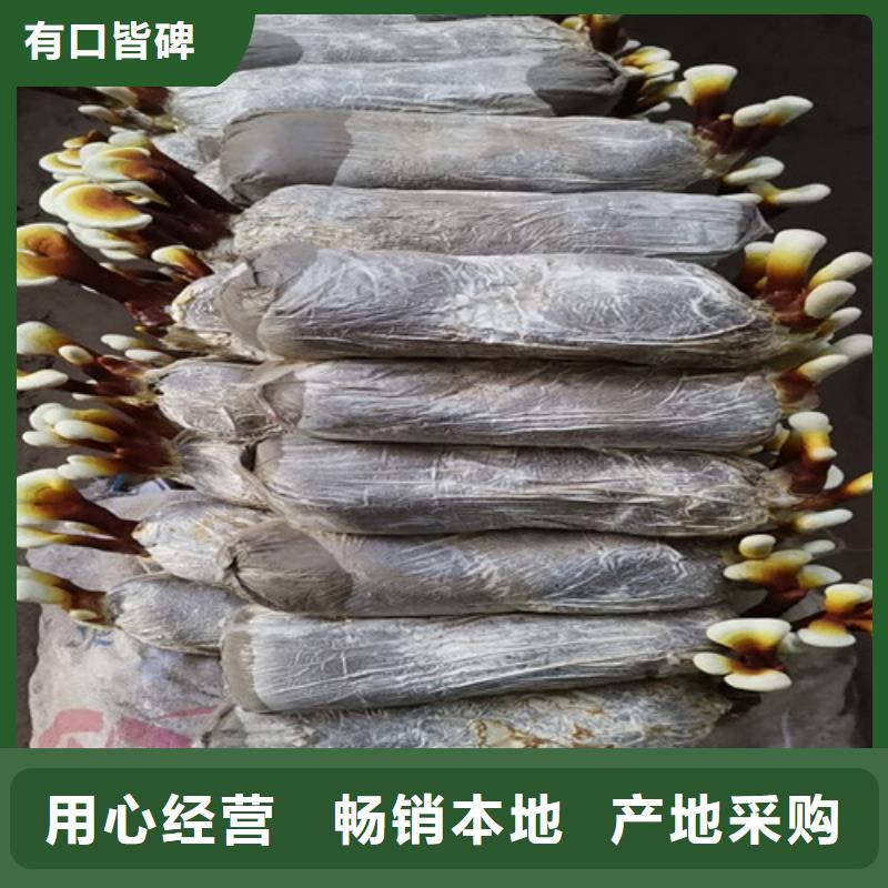 灵芝超微粉
品质放心