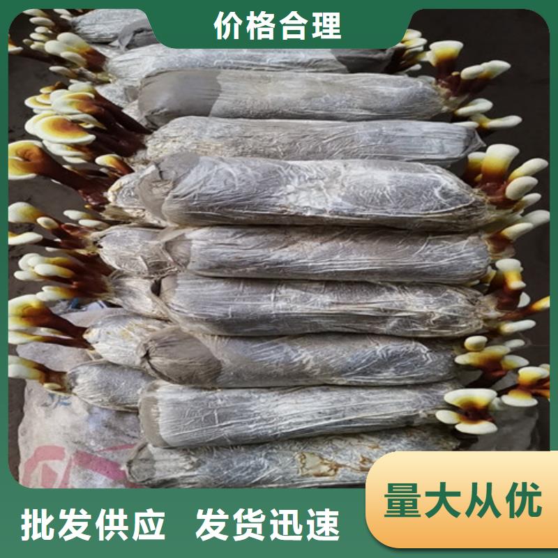 库存充足的煲汤灵芝厂家