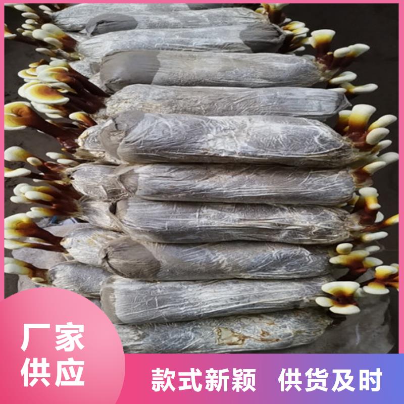 性价比高的
孢子灵芝