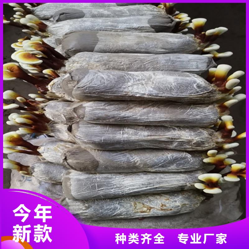 灵芝粉的好处