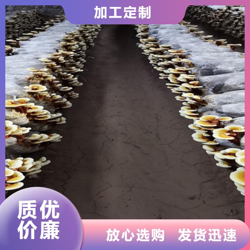 
孢子灵芝厂家直销-库存充足