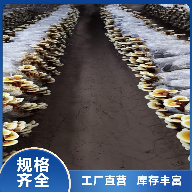 灵芝菌丝-灵芝菌丝全国配送