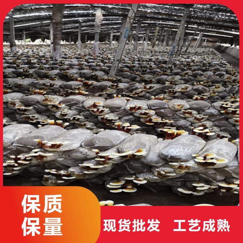 灵芝超微粉
品质放心