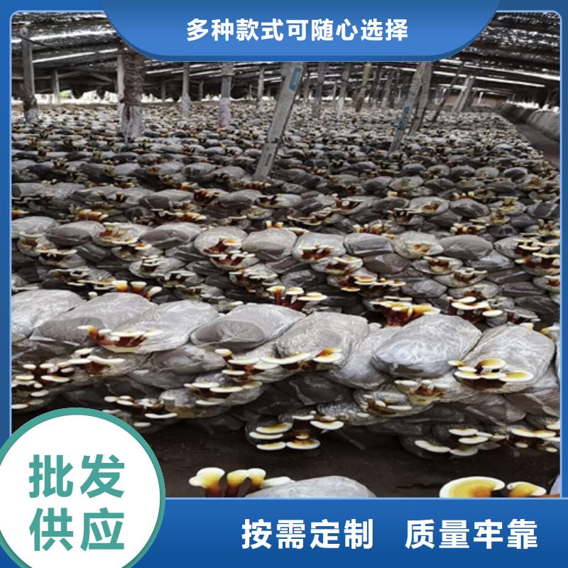 
灵芝超细粉研发厂家