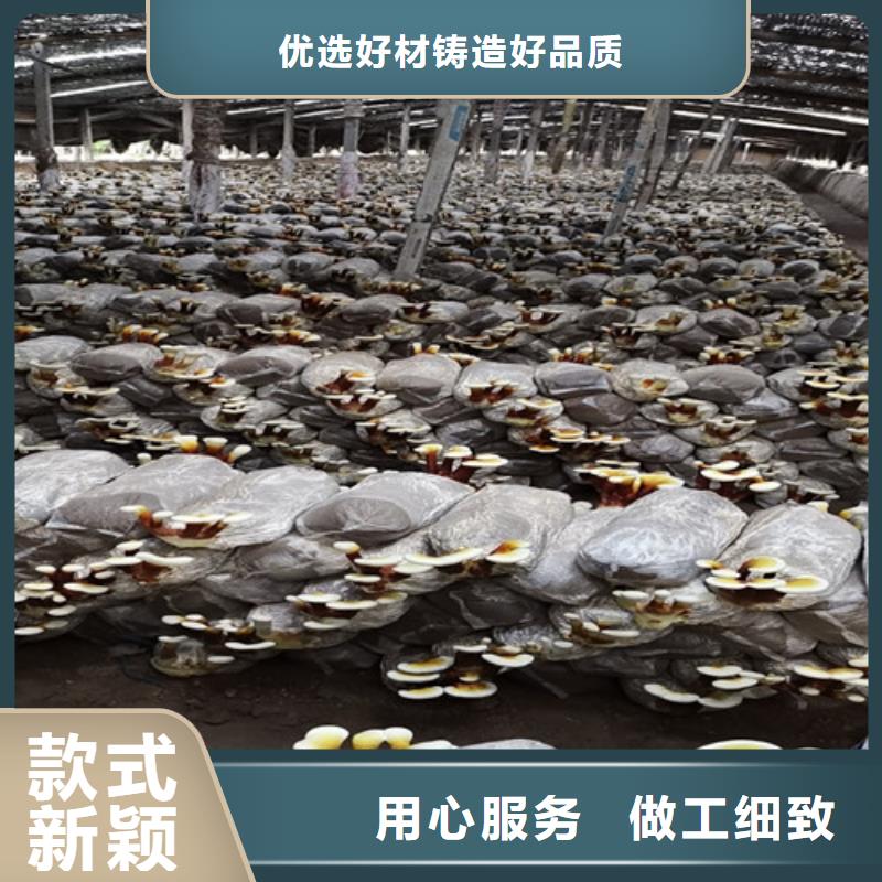 灵芝孢子粉-客户都认可