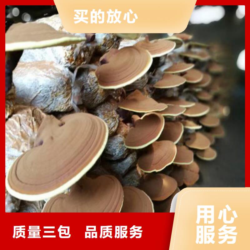 定做
孢子灵芝