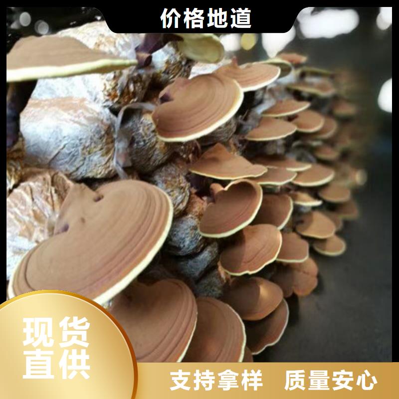 性价比高的
灵芝孢子粉供货商
