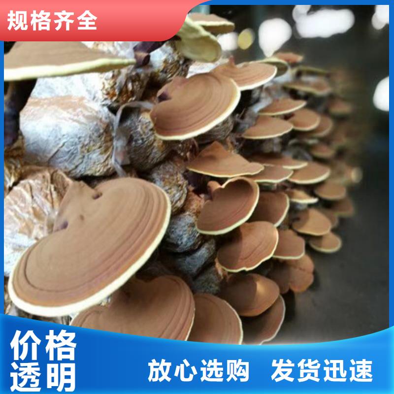 灵芝超细粉源头厂家