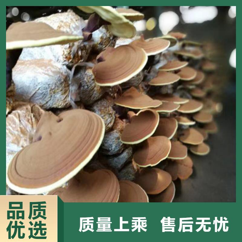 
孢子灵芝精选厂商