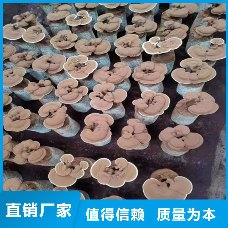 孢子灵芝厂家质优价廉