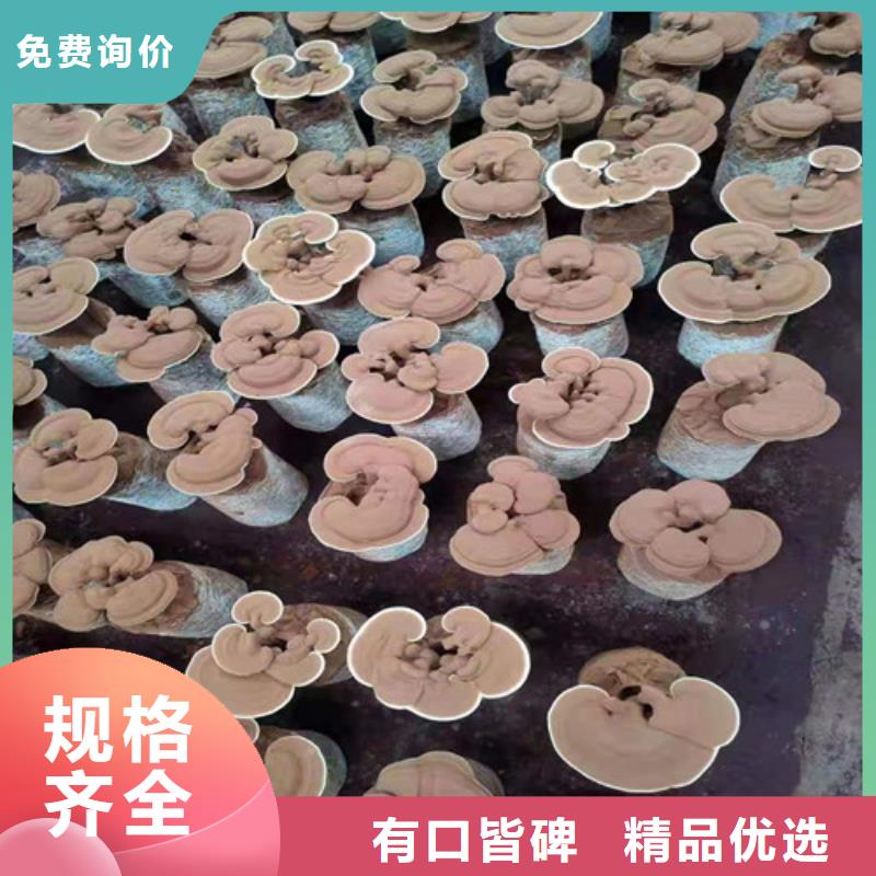 养生灵芝本地供应商