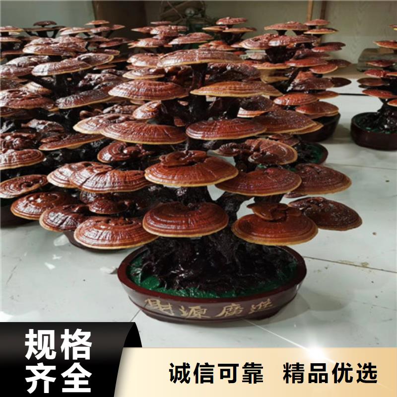 灵芝切片-品质看得见