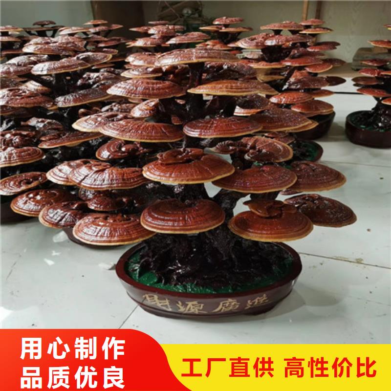 天然灵芝收费标准