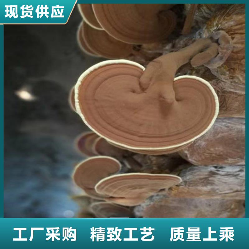 
灵芝孢子粉价格-厂家