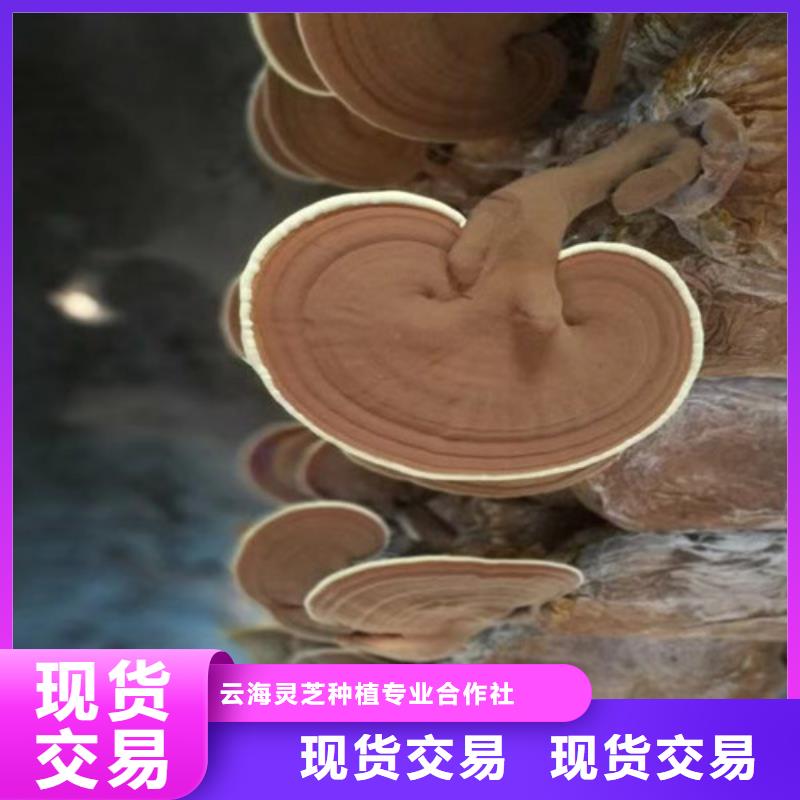 性价比高的
孢子灵芝
