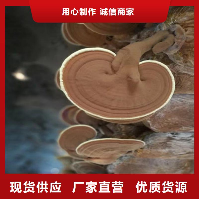 
灵芝孢子粉厂家价格透明