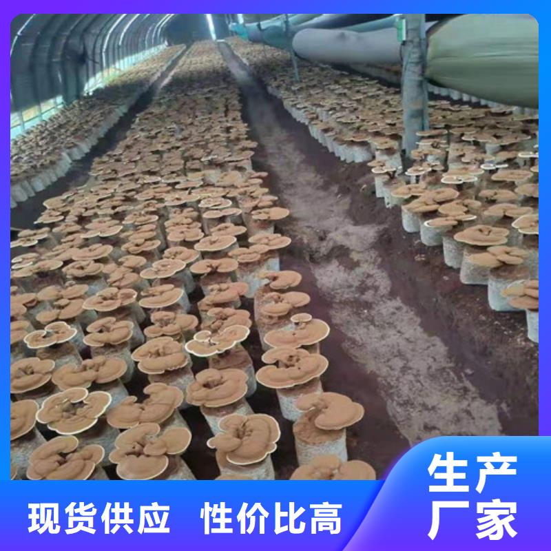 灵芝超细粉优质供货商