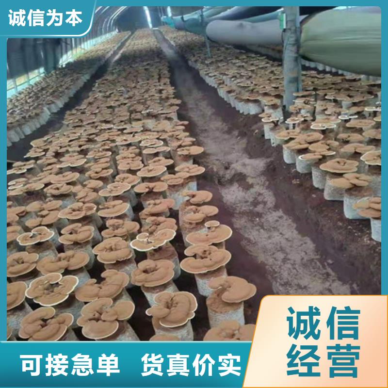 
孢子灵芝诚信商家