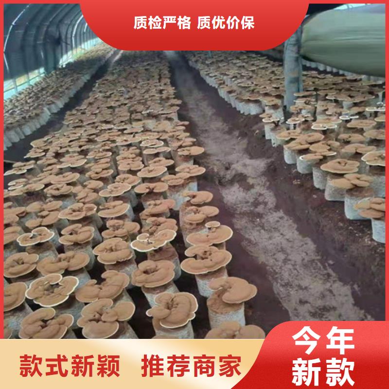 灵芝超微粉
便宜批发