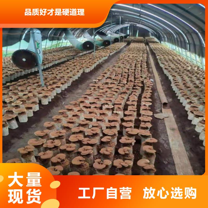 灵芝超微粉、灵芝超微粉厂家直销