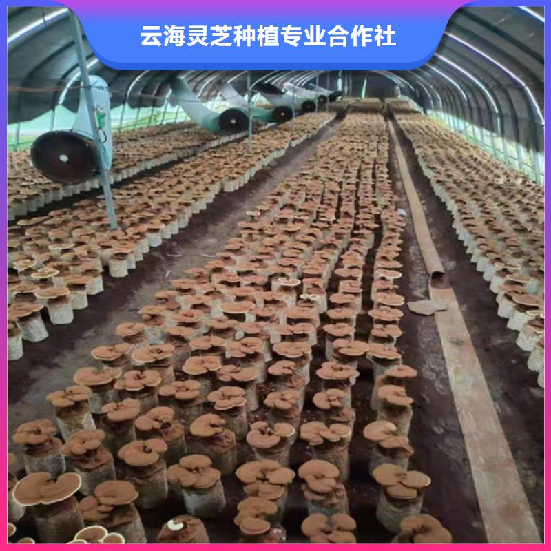发货速度快的灵芝孢子厂家