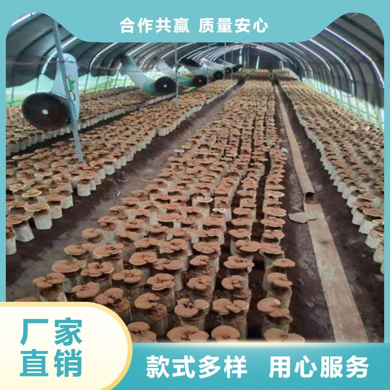 
灵芝超细粉放心选购、云海灵芝种植专业合作社