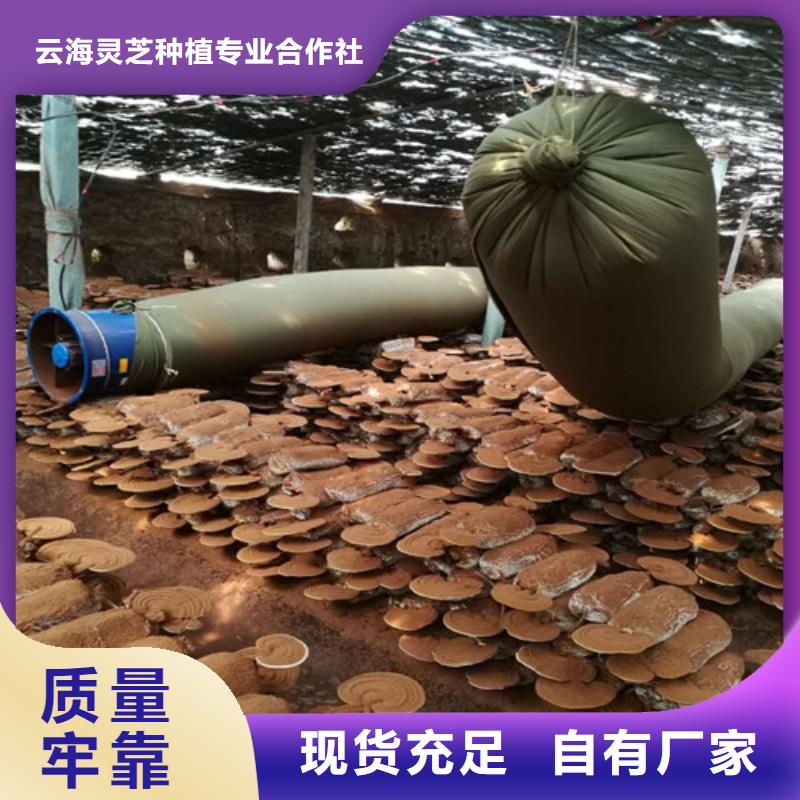 厂家主打产品灵芝活体欢迎询价