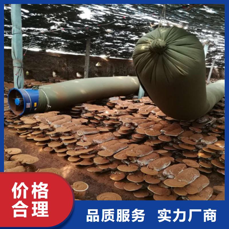 #灵芝超微粉#-全国直销