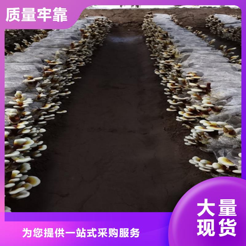 买
灵芝超细粉必看-来电咨询