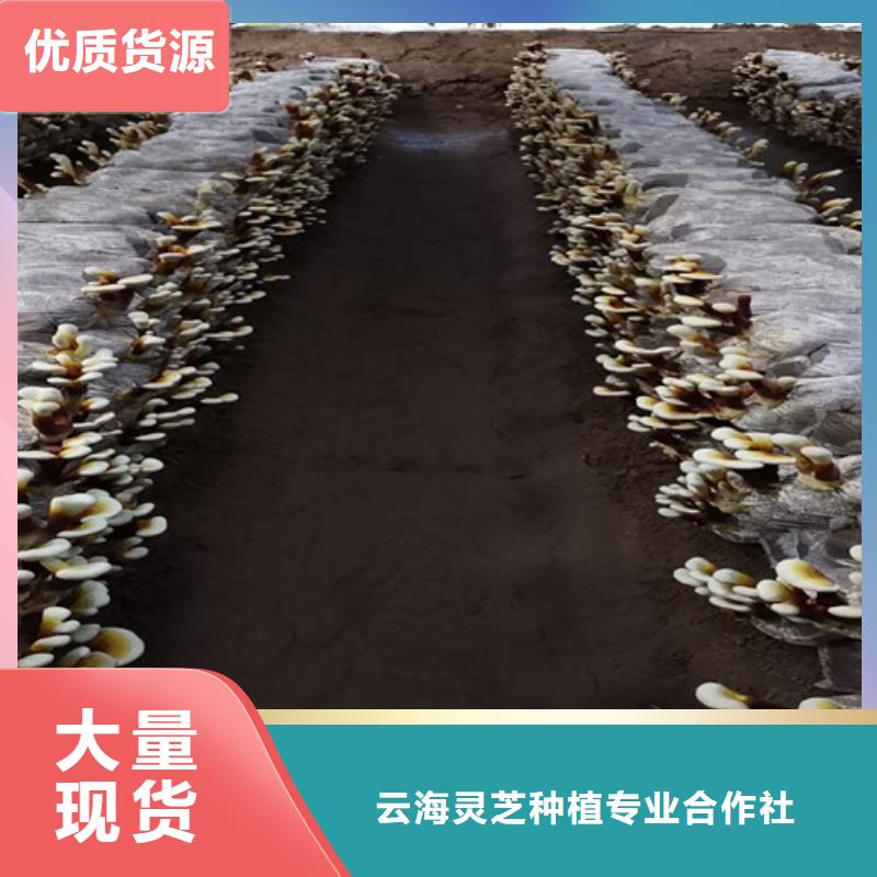 
灵芝超细粉-
灵芝超细粉厂家现货