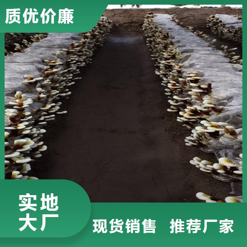 灵芝孢子粉公司