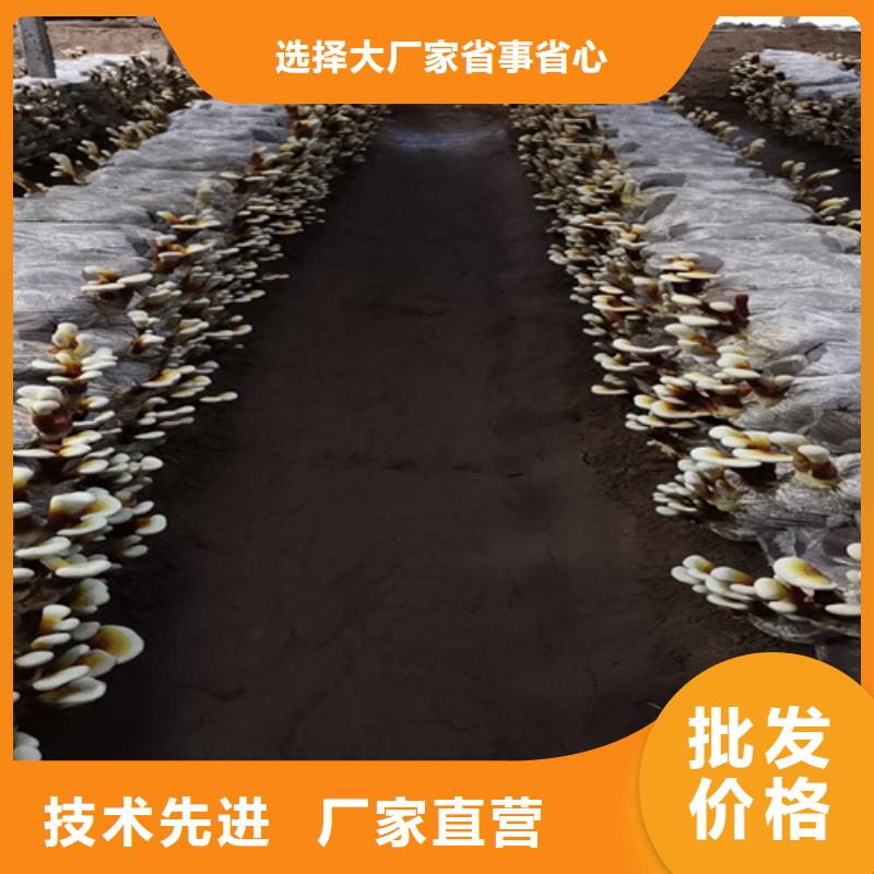 性价比高的
灵芝孢子粉供货商
