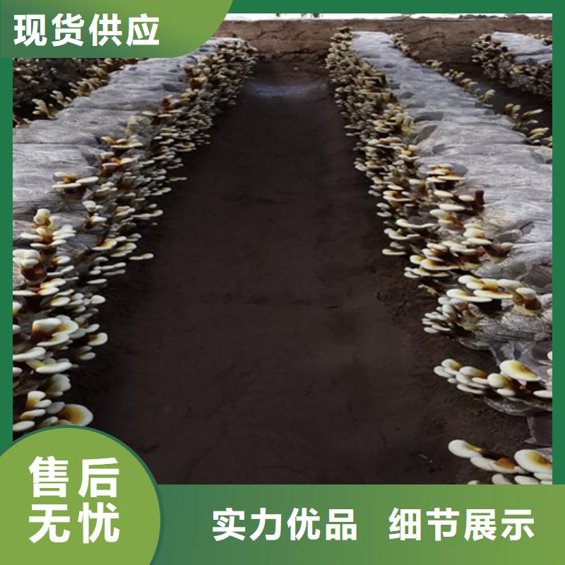 索县破壁灵芝孢子粉