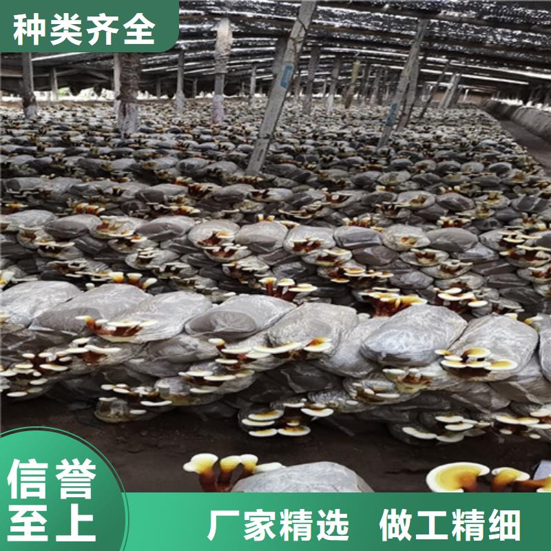 灵芝盆栽上门施工
