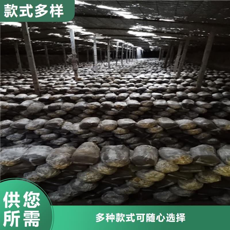 灵芝超细粉价格美丽