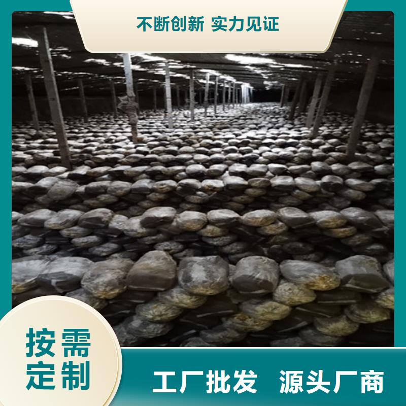 生产灵芝片_实力厂家