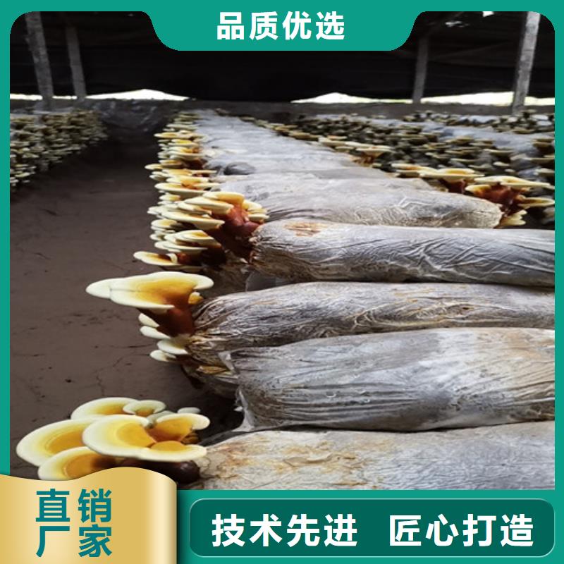 甄选：灵芝切片厂家