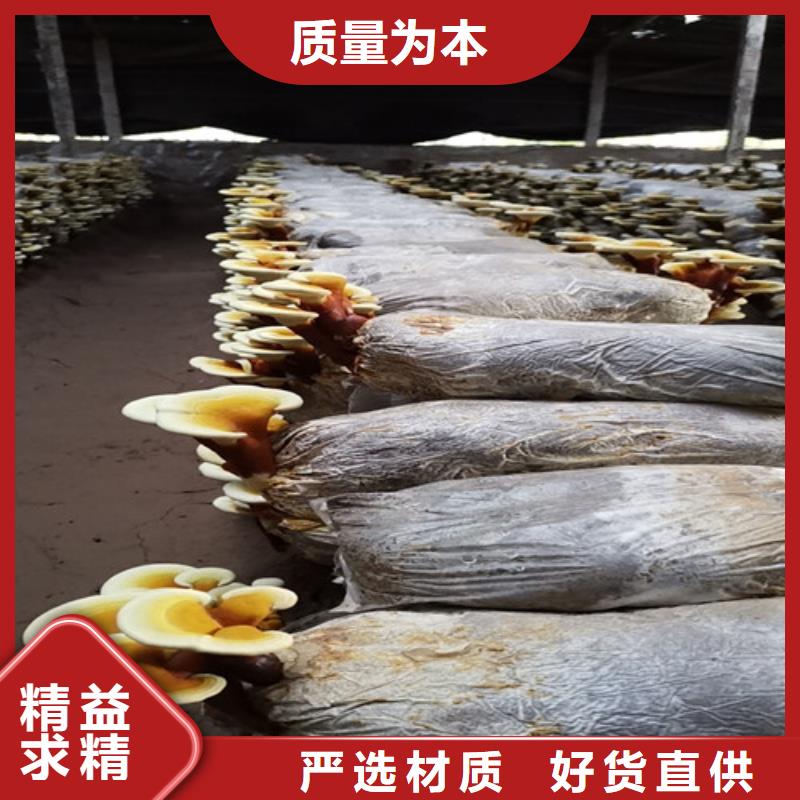 畅销的灵芝超细粉生产厂家