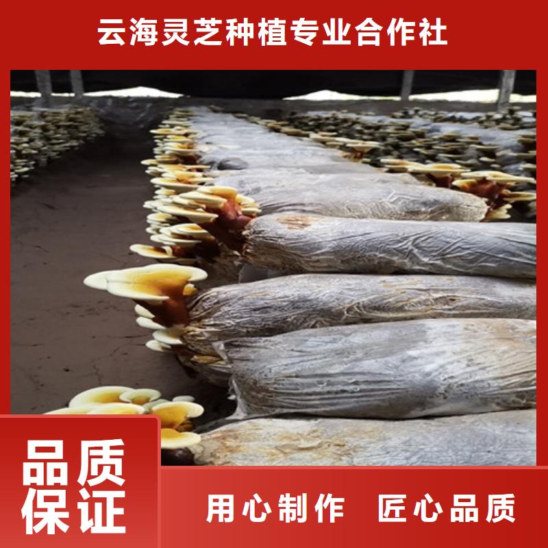 发货速度快的
灵芝粉销售厂家