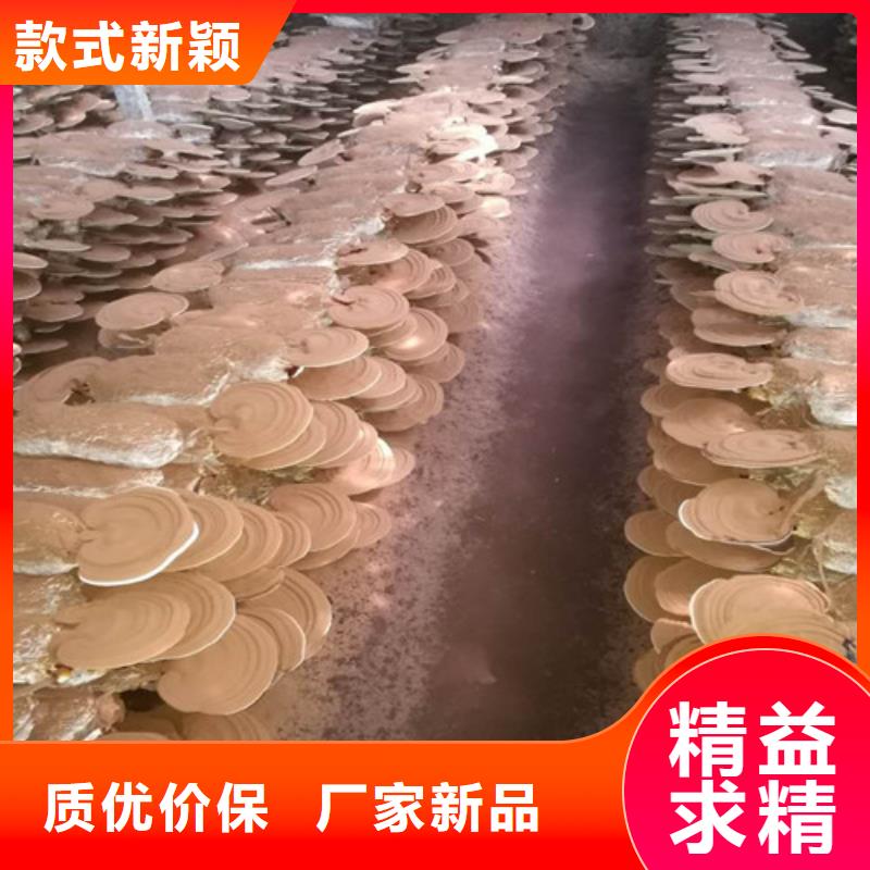 优质灵芝孢子粉