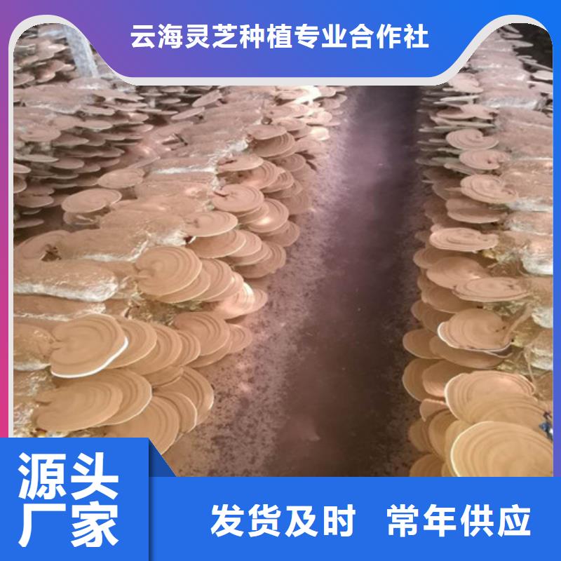 
灵芝超细粉在哪里买