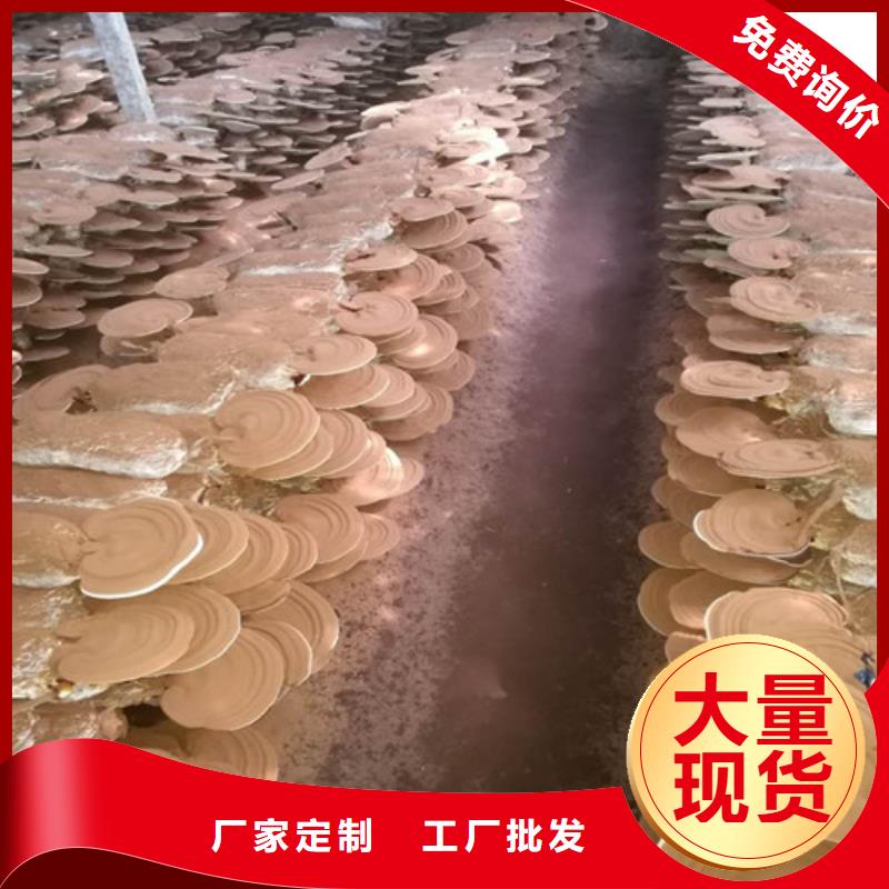 库存充足的煲汤灵芝厂家