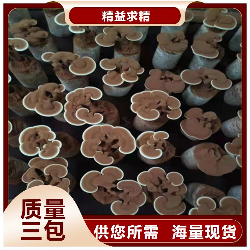 袋料灵芝优质品牌