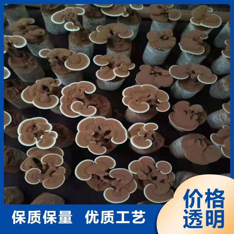 定制灵芝孢子粉_优质厂家