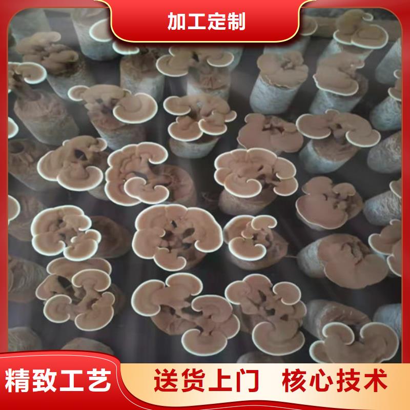 破壁灵芝孢子粉企业-价格优惠