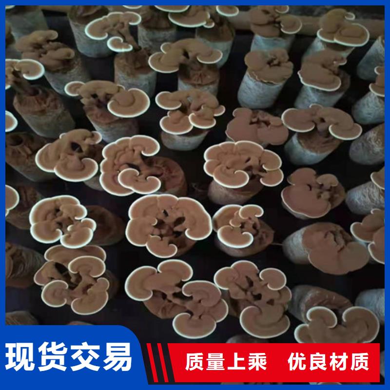 养生灵芝本地供应商