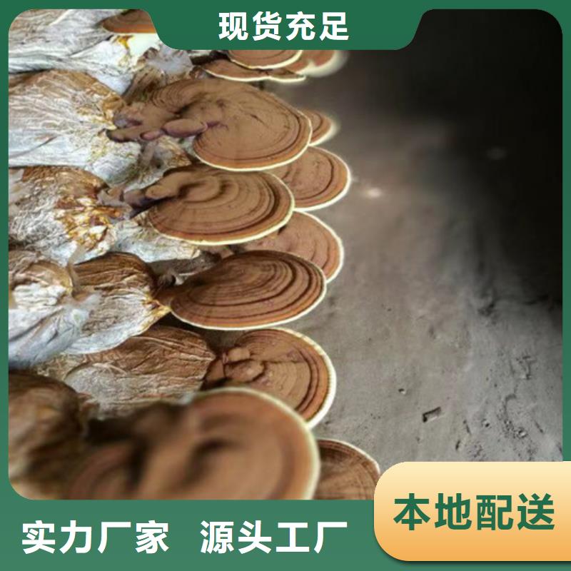 
灵芝超细粉大厂家售后无忧